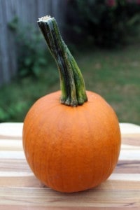 Pumpkin custard