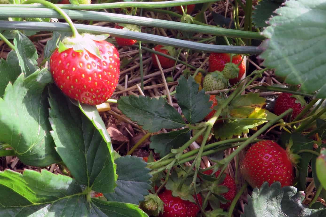 Strawberry field