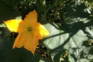 Pumpkin FLower