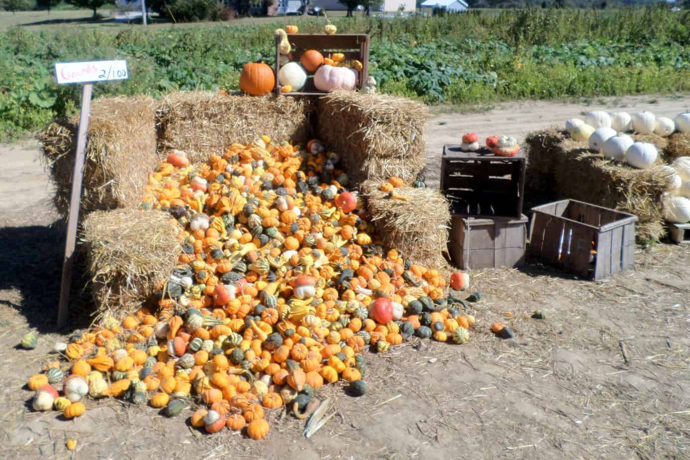 Gourds