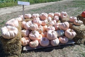 Pink Pumpkins