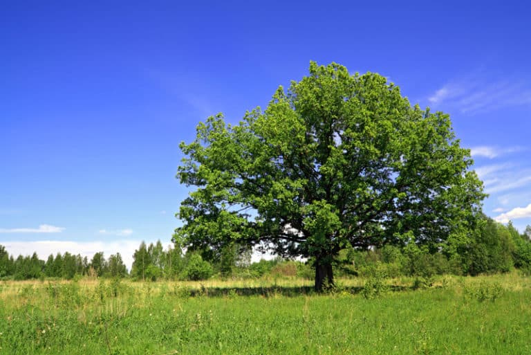 family tree projects