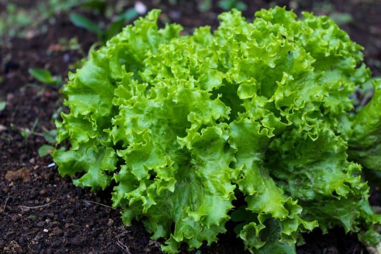 leaf lettuce