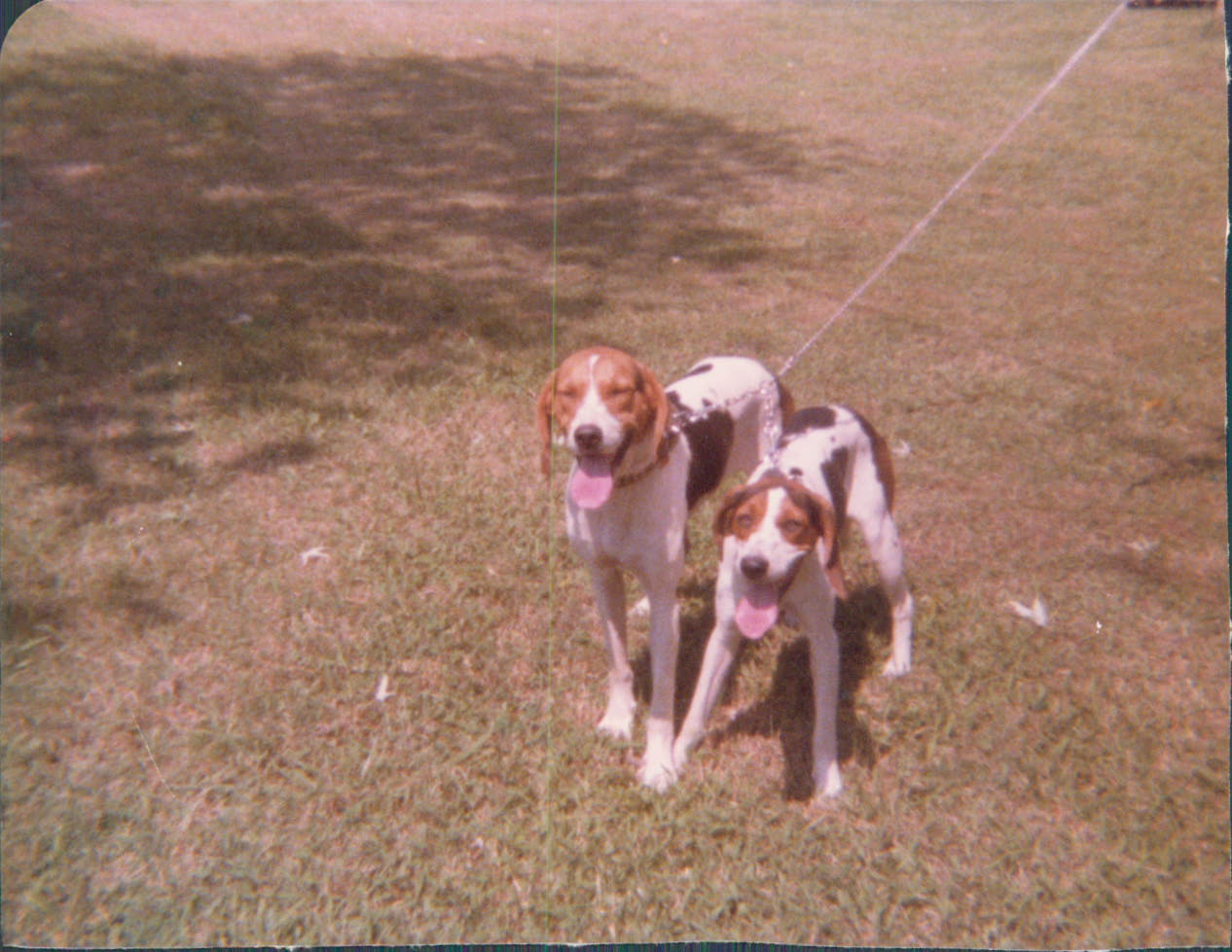 Two Walker Coonhounds