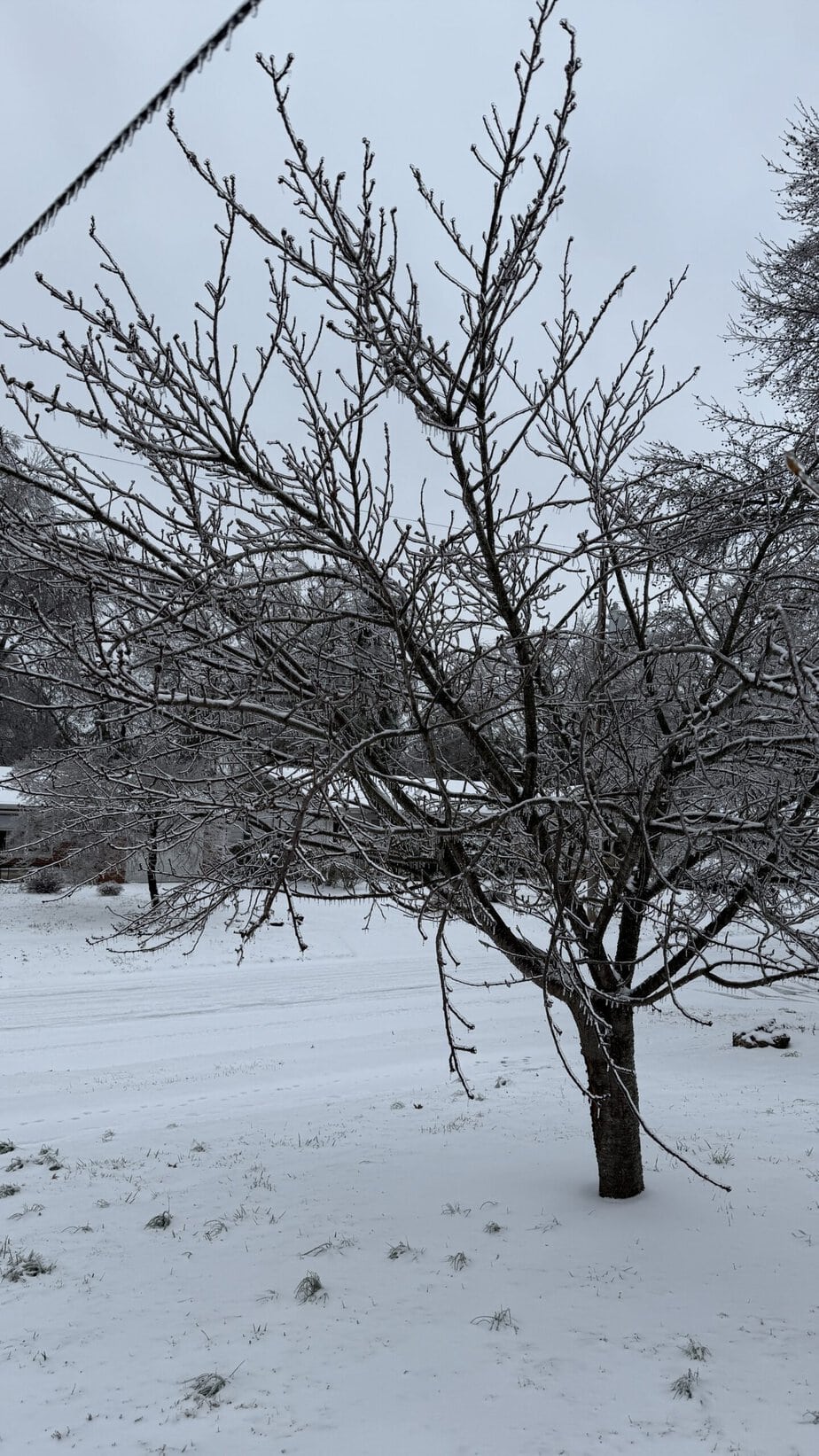 Ice covered tree